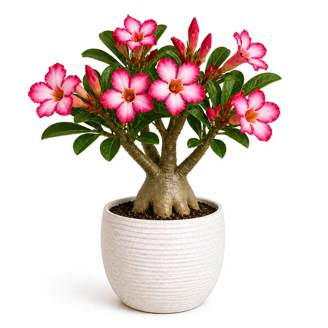 Adenium Desert Rose